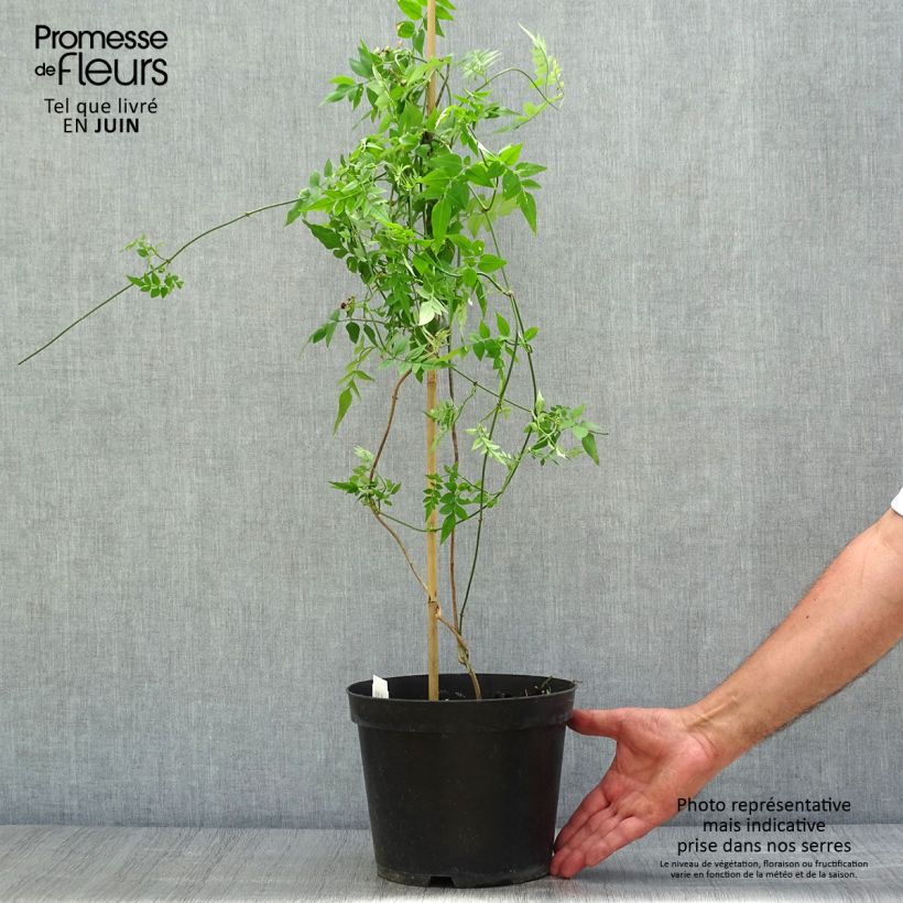 Esimerkki kesällä toimitetusta Jasmiini - Jasminum officinale Ruukku 4L / 5L-taimesta