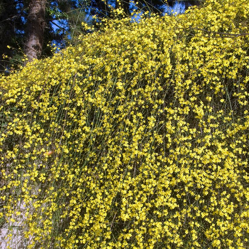 Talvijasmiini - Jasminum nudiflorum (Kasvutapa)