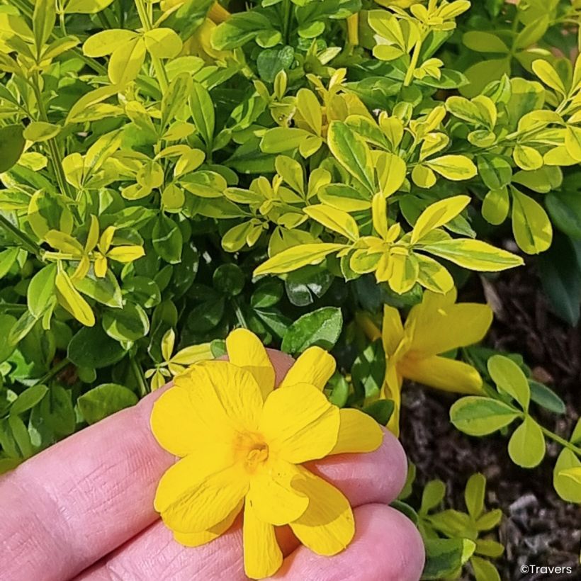 Kevätjasmiini Goldtouch (Kukinta)