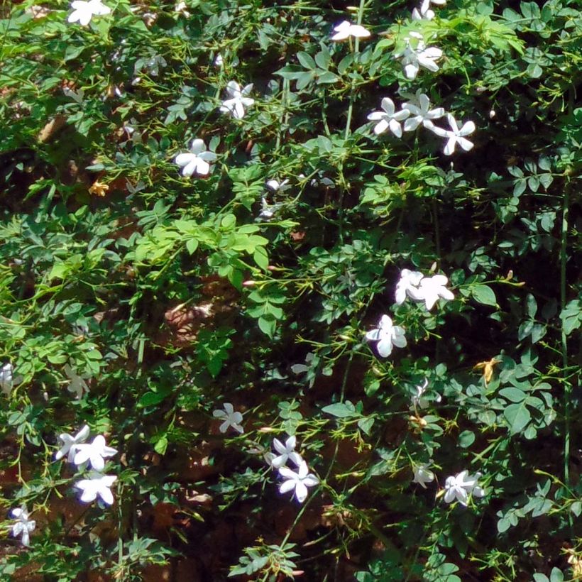 Madeiranjasmiini - Jasminum azoricum (Lehvistö)