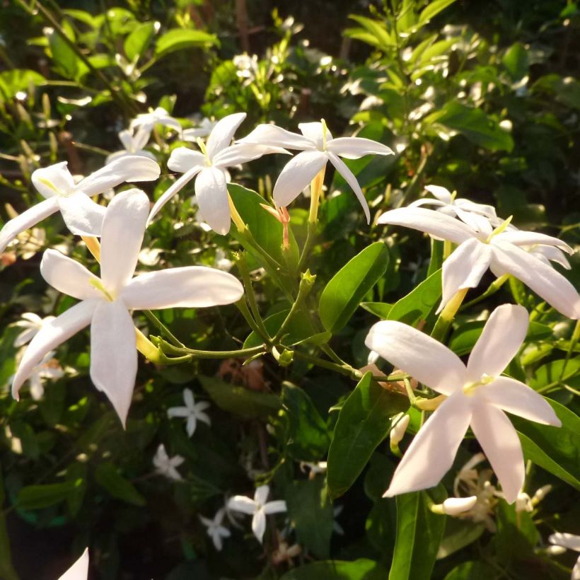 Madeiranjasmiini - Jasminum azoricum (Kukinta)