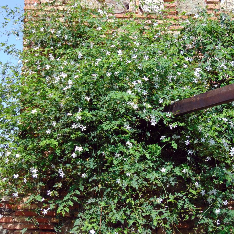 Madeiranjasmiini - Jasminum azoricum (Kasvutapa)