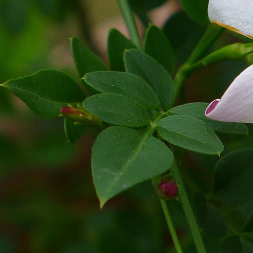 Aitojasmiini - Jasminum grandiflorum (Lehvistö)