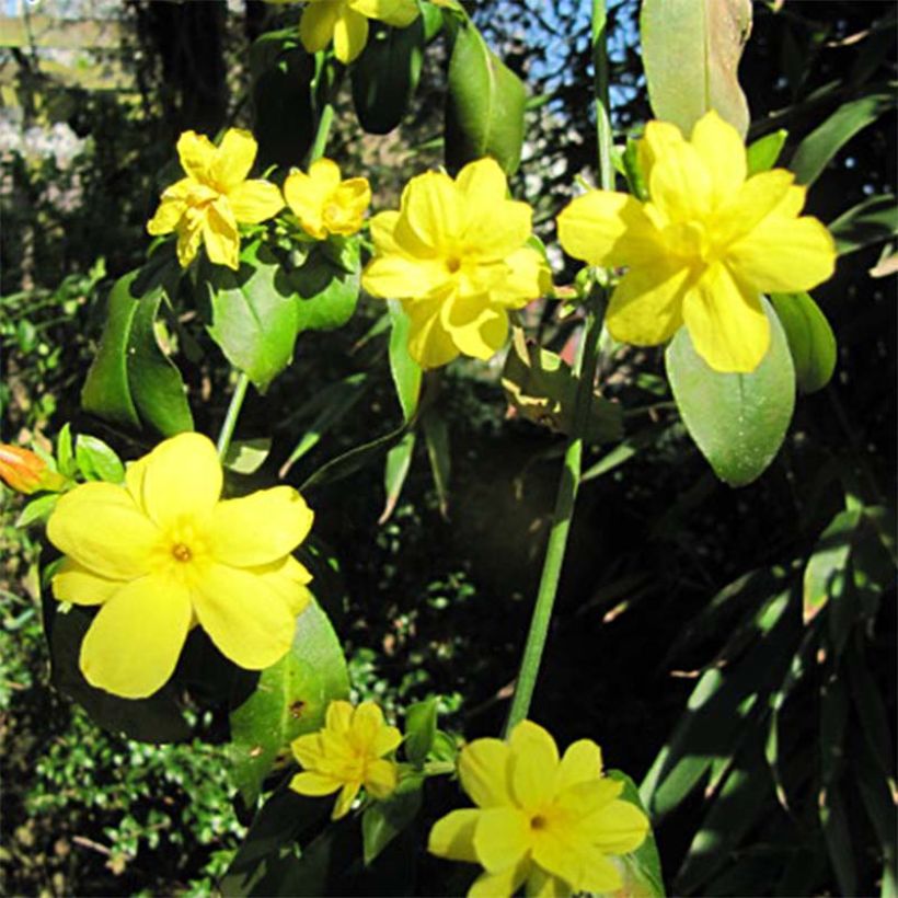 Kevätjasmiini - Jasminum mesnyi (Kukinta)