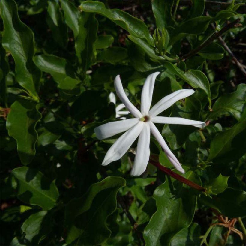 Jasmiini - Jasminum multipartitum (Lehvistö)