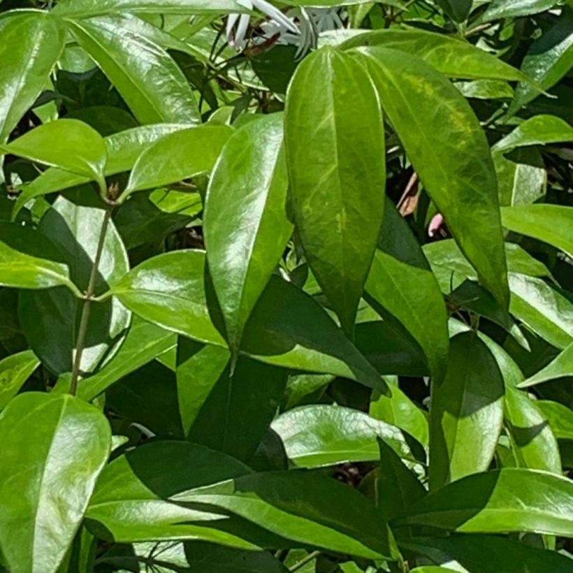 Jasmiini - Jasminum laurifolium var. nitidum (Lehvistö)