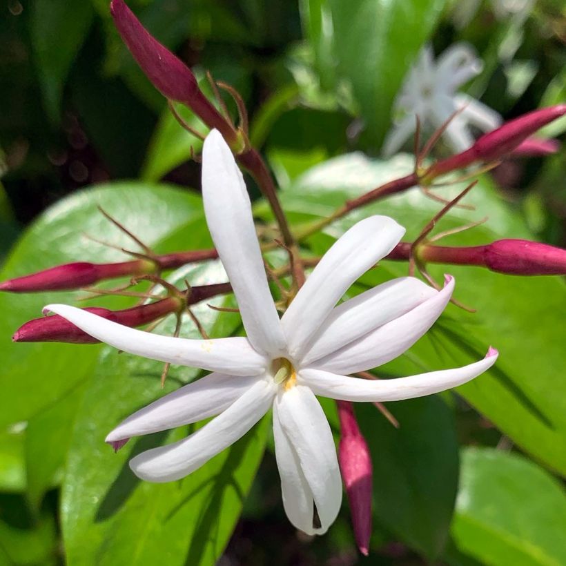 Jasmiini - Jasminum laurifolium var. nitidum (Kukinta)