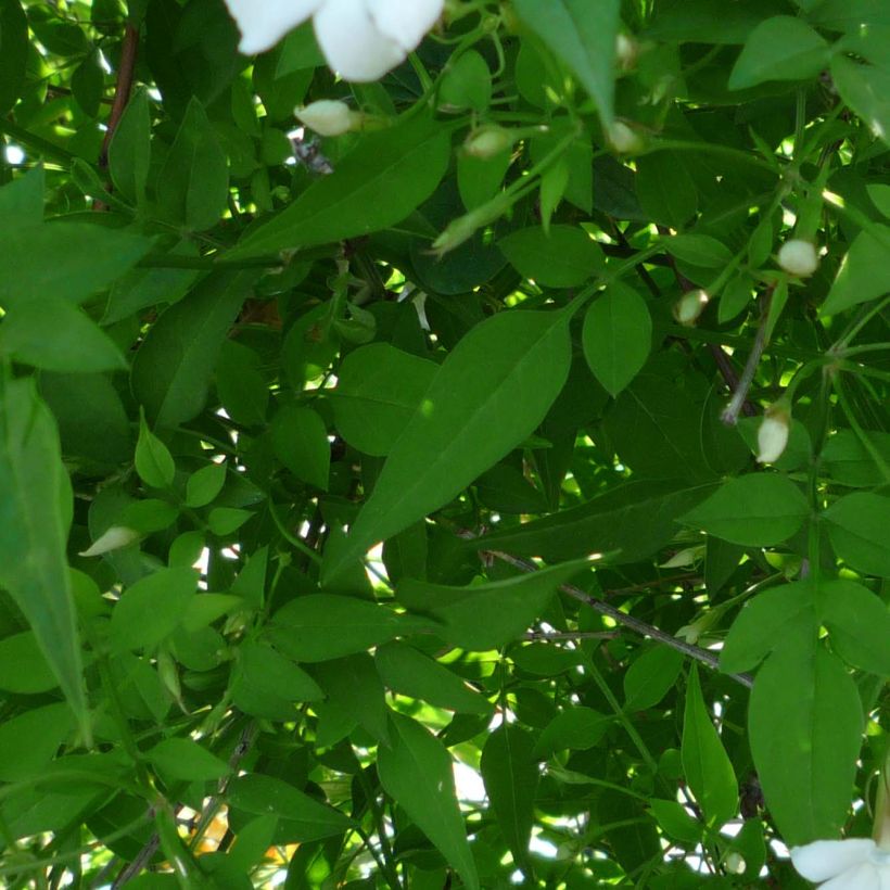 Jasmiini - Jasminum officinale (Lehvistö)