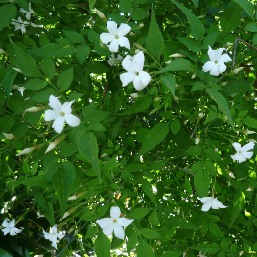 Jasmiini - Jasminum officinale (Kukinta)