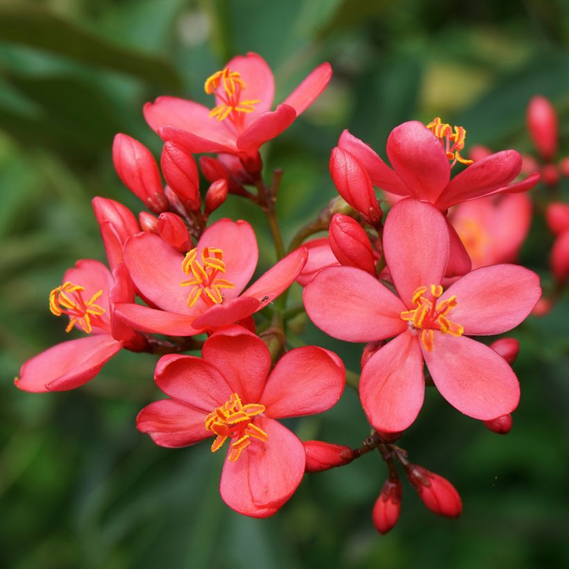 Jatropha integerrima (Kukinta)