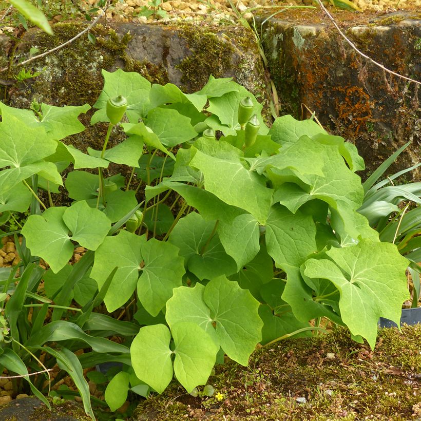 Jeffersonia diphylla (Kasvutapa)