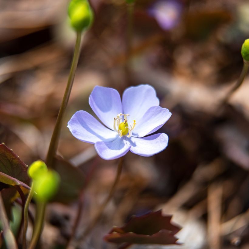 Varjonäkki - Jeffersonia dubia (Kukinta)