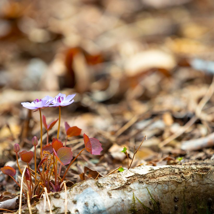 Varjonäkki - Jeffersonia dubia (Kasvutapa)