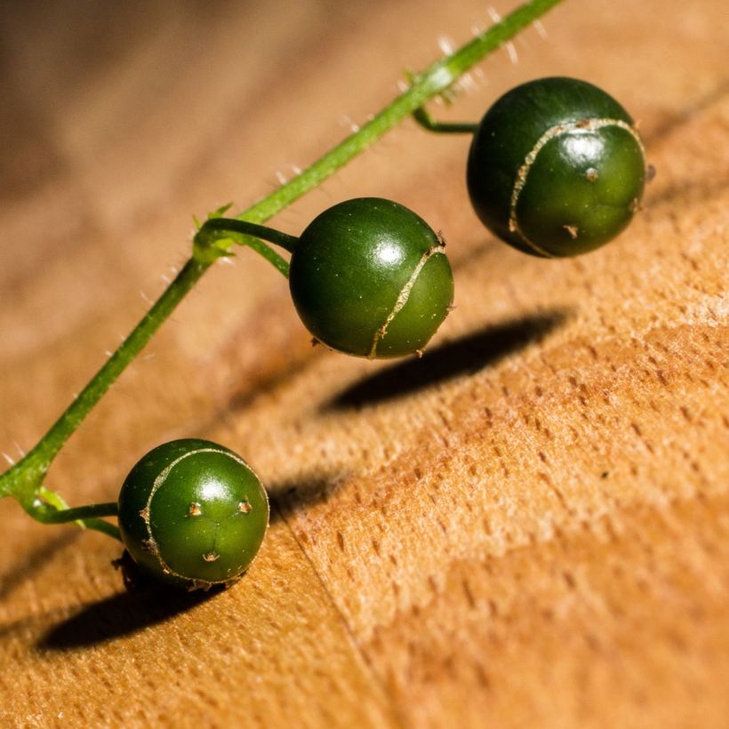 Sormirypälekurkku - Gynostemma pentaphyllum (Sadonkorjuu)