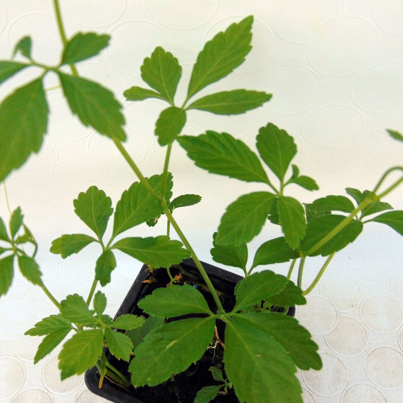 Sormirypälekurkku luomu - Gynostemma pentaphyllum (Lehvistö)