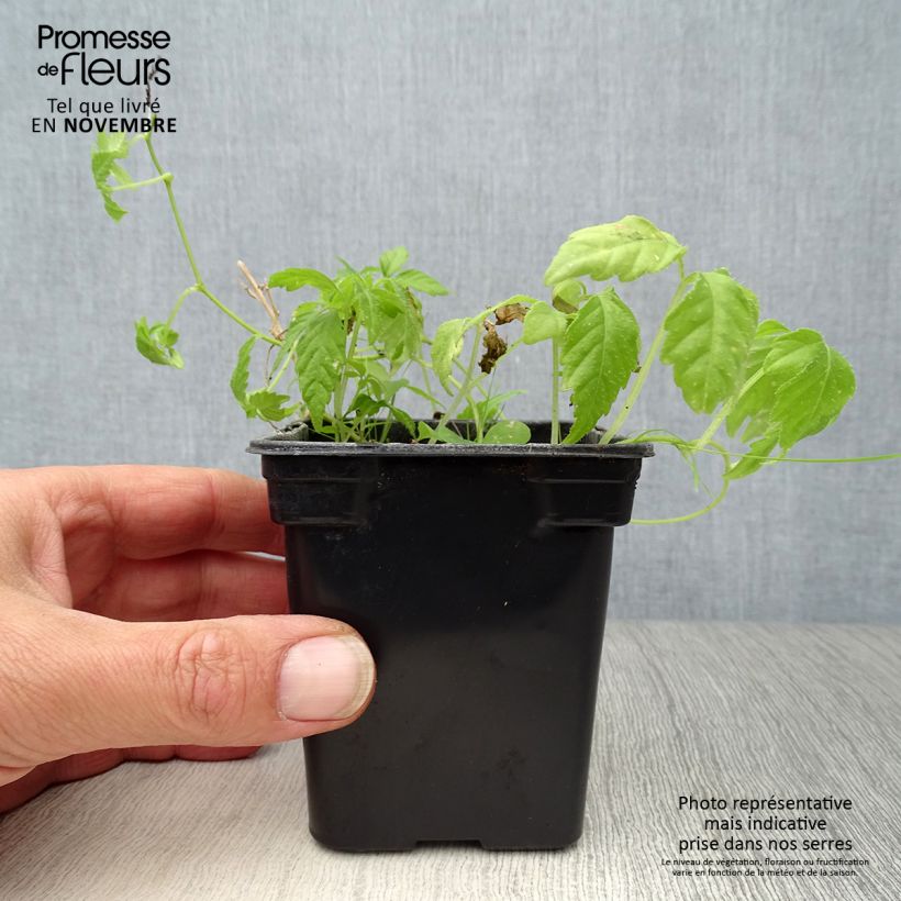 Esimerkki syksyllä toimitetusta Sormirypälekurkku luomu - Gynostemma pentaphyllum 7/8 cm taimiruukku-taimesta