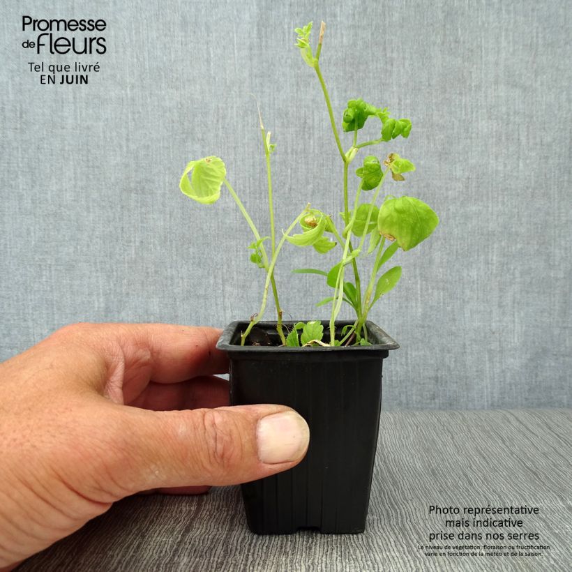 Esimerkki kesällä toimitetusta Sormirypälekurkku luomu - Gynostemma pentaphyllum 7/8 cm taimiruukku-taimesta