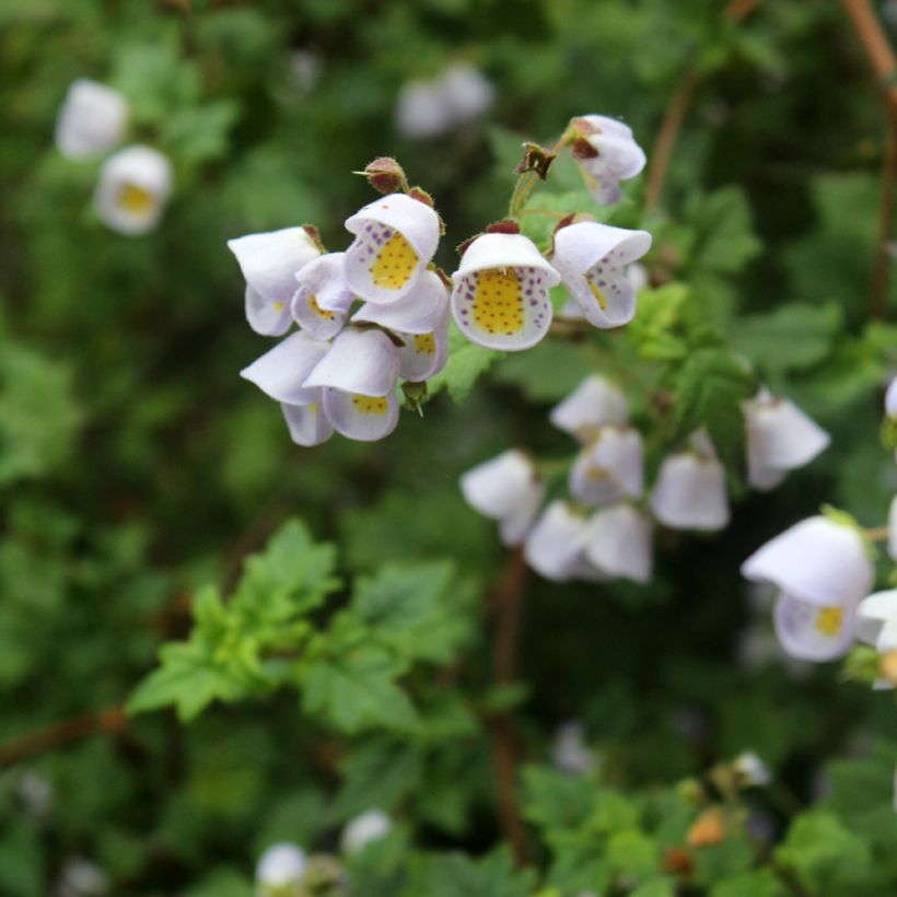 Jovellana violacea (Kukinta)