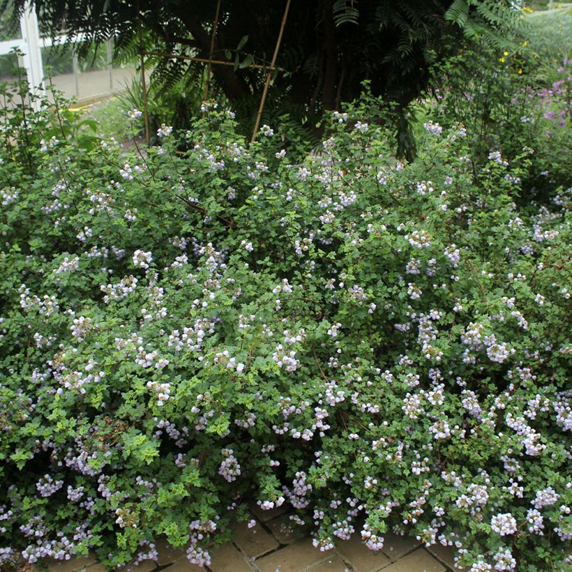 Jovellana violacea (Kasvutapa)