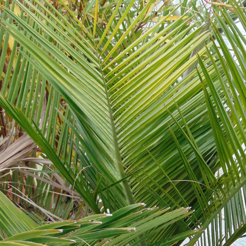Chilenviinipalmu - Jubaea chilensis (Lehvistö)