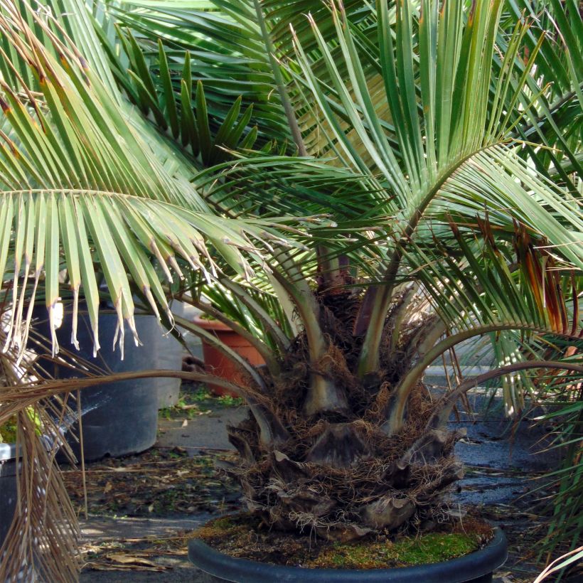 Chilenviinipalmu - Jubaea chilensis (Kasvutapa)