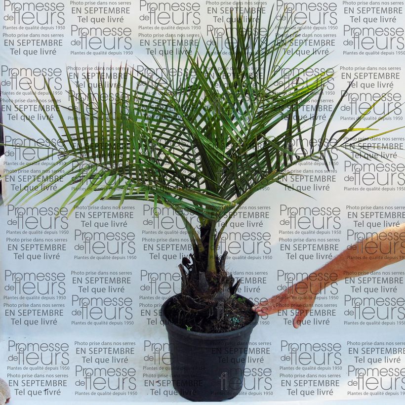 Esimerkki toimitetusta Chilenviinipalmu - Jubaea chilensis Pot de 30L/35L-taimesta