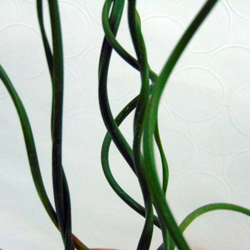 Röyhyvihvilä Spiralis (Lehvistö)