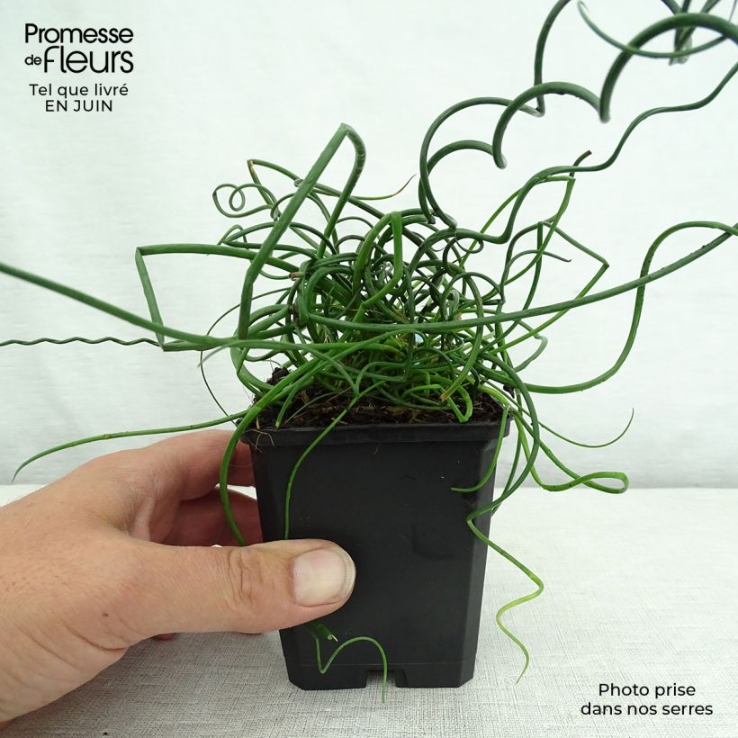 Esimerkki kesällä toimitetusta Röyhyvihvilä Spiralis Taimiruukku 8/9 cm-taimesta