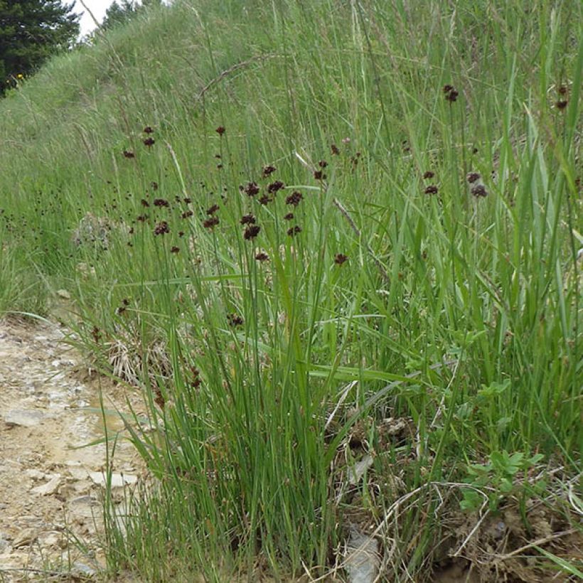 Miekkavihvilä - Juncus ensifolius (Kasvutapa)