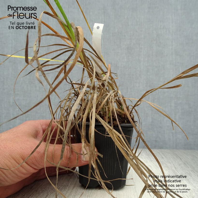 Esimerkki syksyllä toimitetusta Miekkavihvilä - Juncus ensifolius 8/9 cm taimiruukku-taimesta