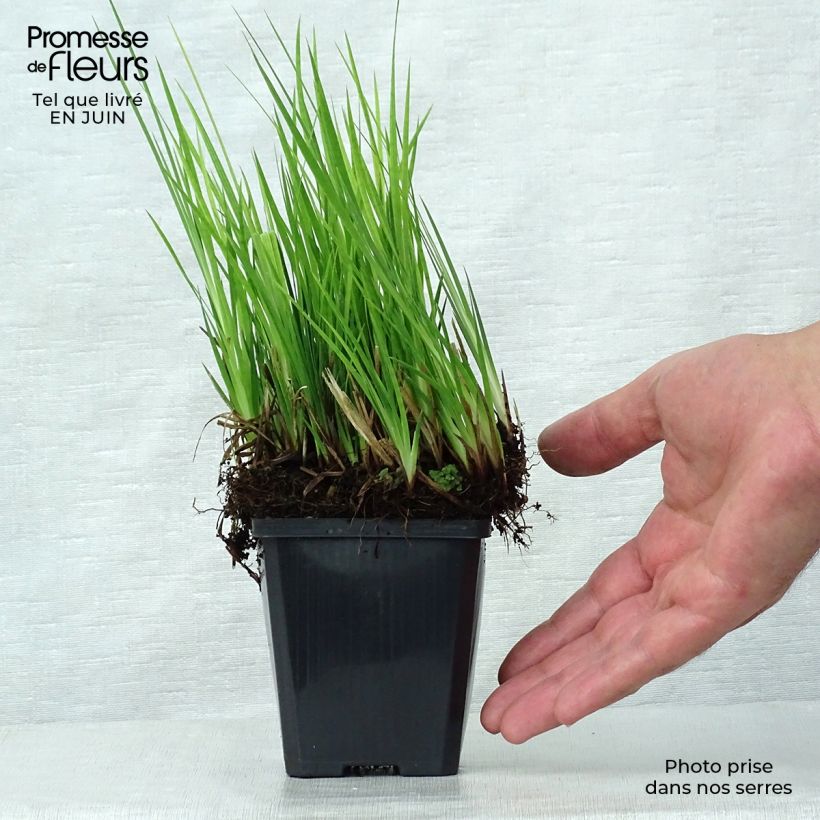 Esimerkki kesällä toimitetusta Miekkavihvilä - Juncus ensifolius Godet de 8/9 cm-taimesta