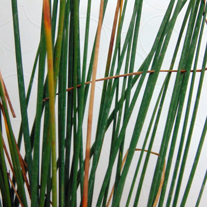 Sinivihvilä - Juncus inflexus (Lehvistö)