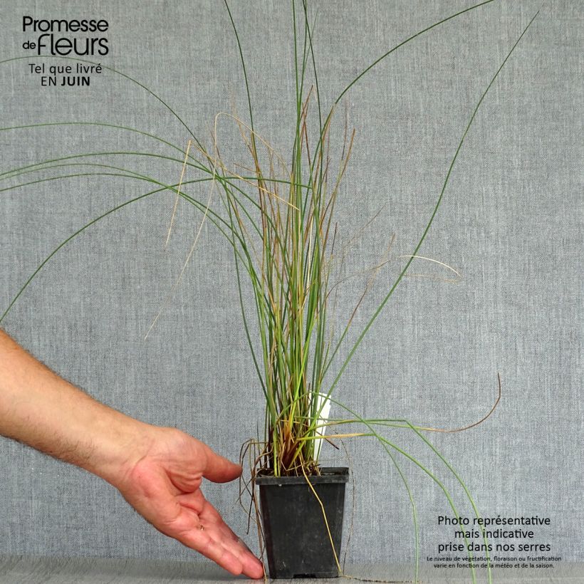 Esimerkki kesällä toimitetusta Sinivihvilä - Juncus inflexus Godet de 8/9 cm-taimesta