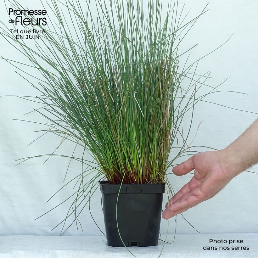 Esimerkki kesällä toimitetusta Sinivihvilä - Juncus inflexus Pot de 2L/3L-taimesta