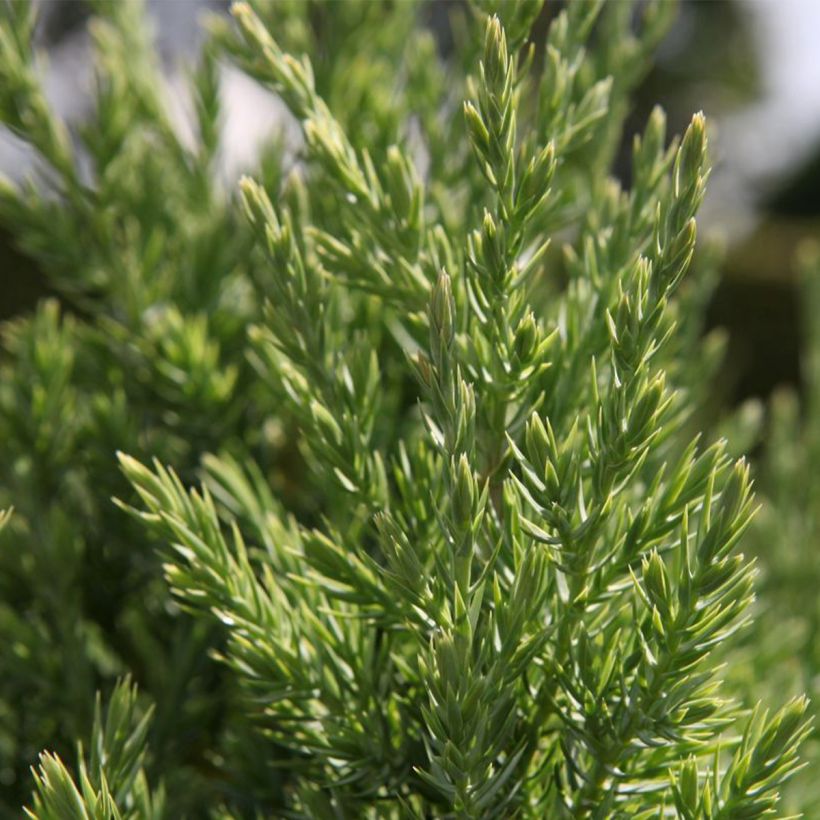 Kiinankataja Stricta (Lehvistö)