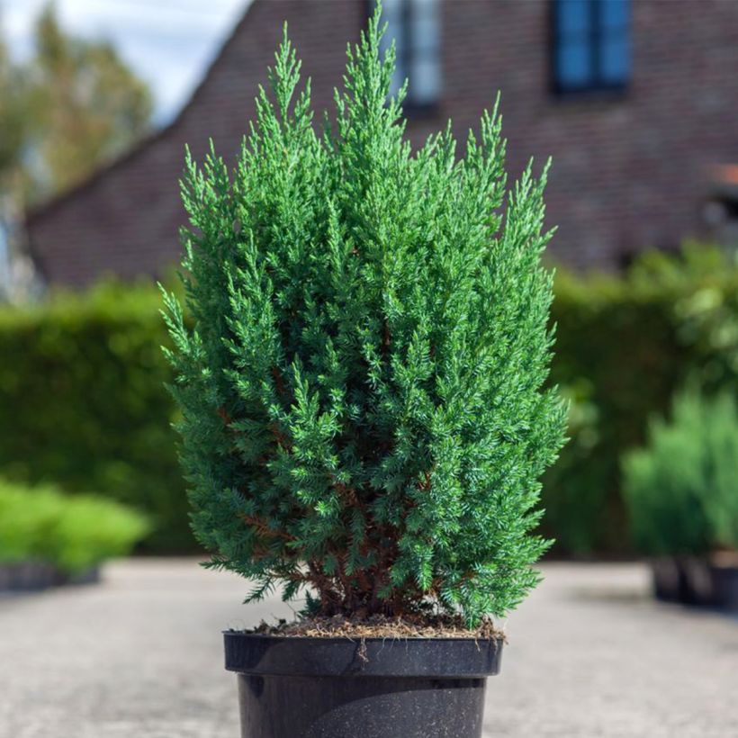 Kiinankataja Stricta (Kasvutapa)