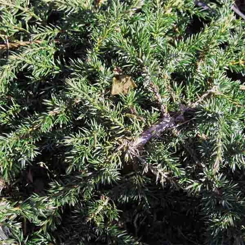 Kataja Green Carpet (Lehvistö)