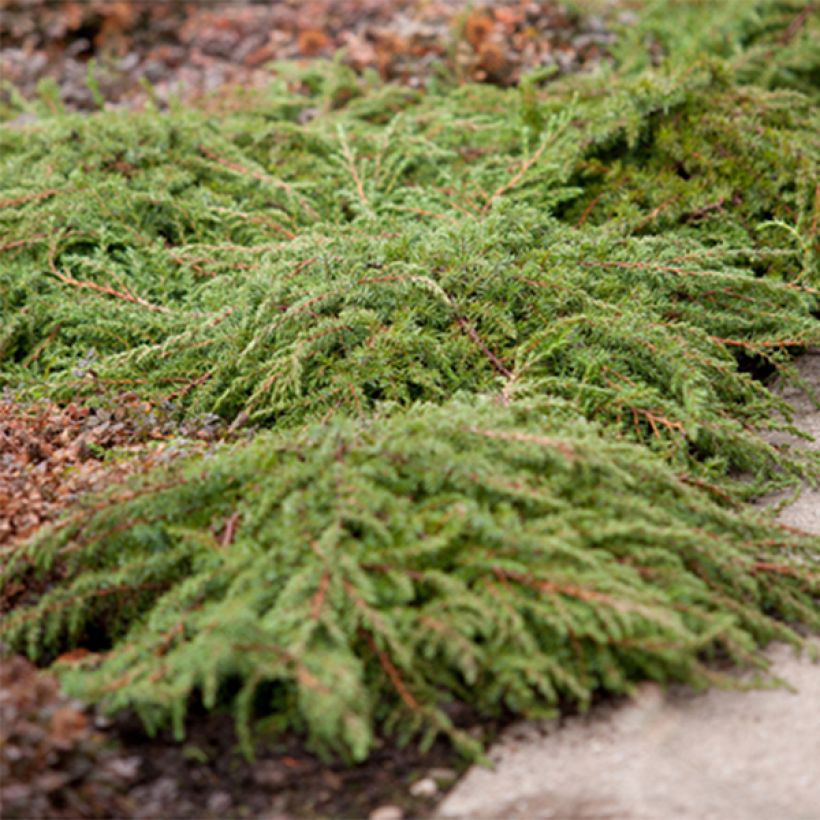 Kataja Green Carpet (Kasvutapa)