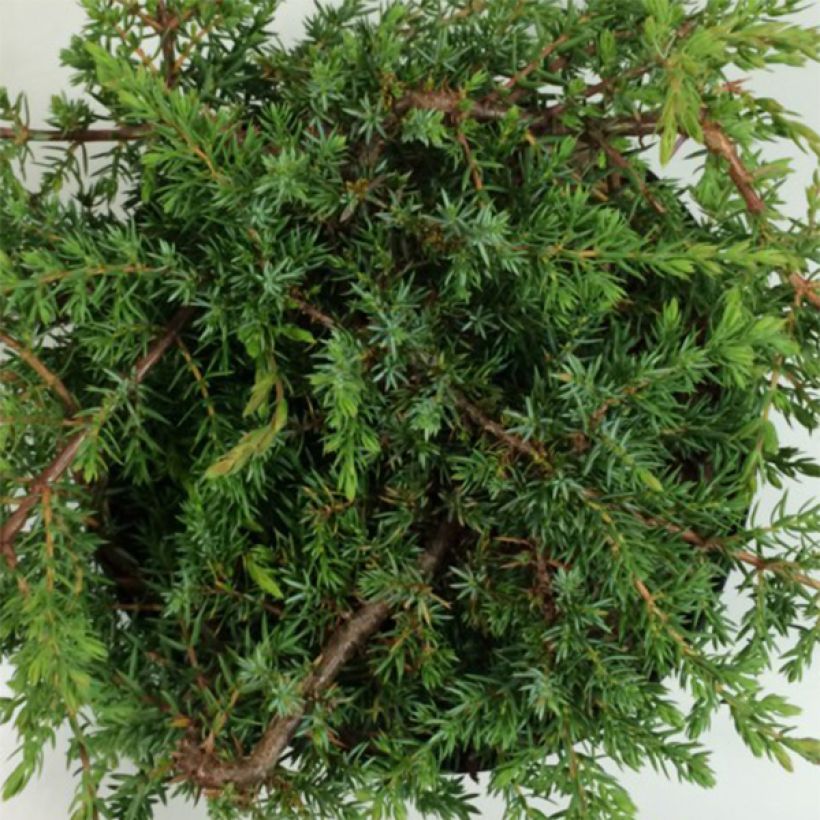 Kataja Hornibrookii (Lehvistö)