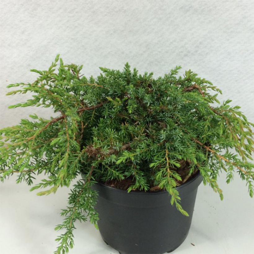 Kataja Hornibrookii (Kasvutapa)
