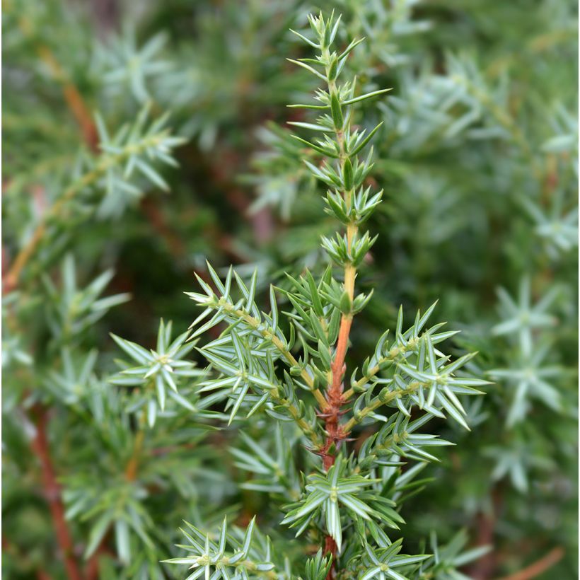 Kataja Suecica (Lehvistö)