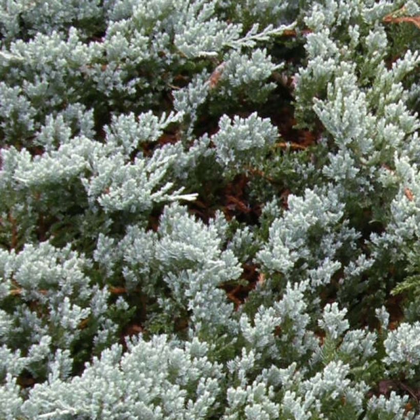 Laakakataja Blue Chip (Lehvistö)