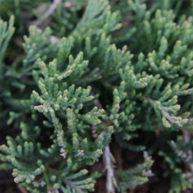 Laakakataja Prostrata (Lehvistö)