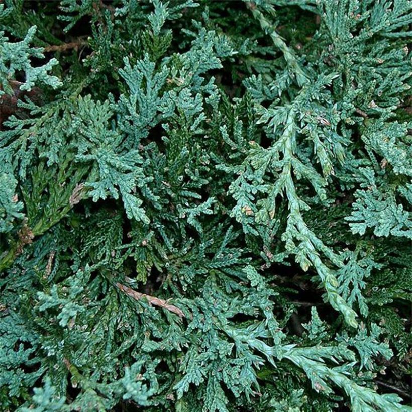 Laakakataja Wiltonii (Lehvistö)