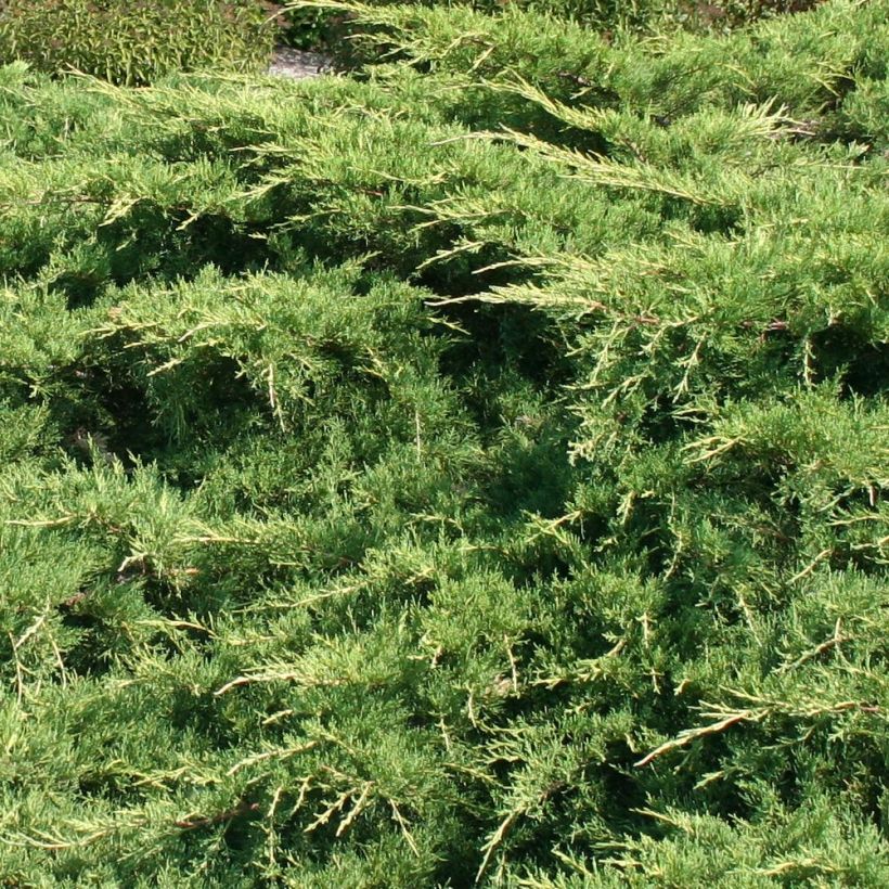 Tarhakataja Pfitzeriana (Lehvistö)