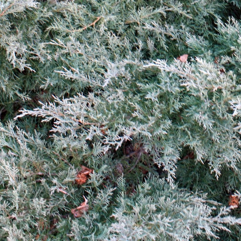 Tarhakataja Glauca (Lehvistö)