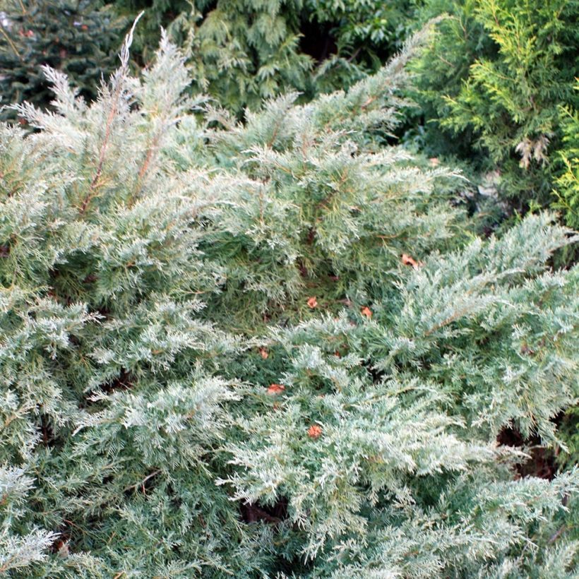 Tarhakataja Glauca (Kasvutapa)