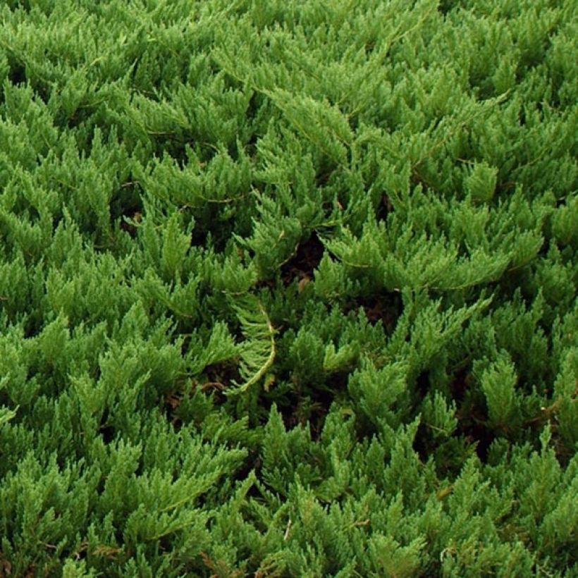 Rohtokataja Tamariscifolia (Lehvistö)