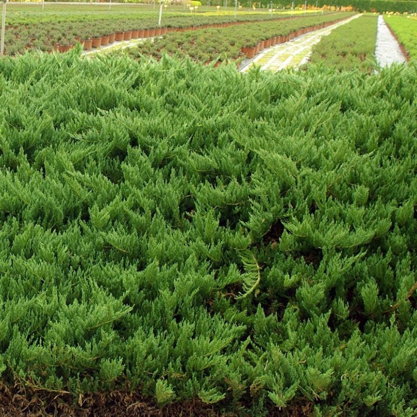 Rohtokataja Tamariscifolia (Kasvutapa)