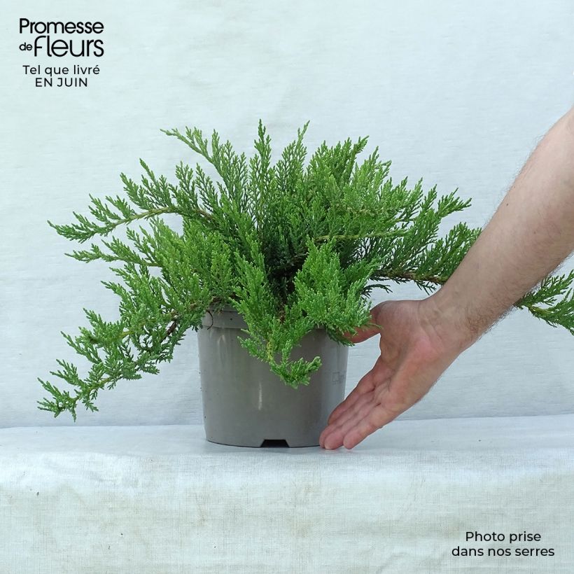Esimerkki kesällä toimitetusta Rohtokataja Tamariscifolia Ruukku 2L / 3L-taimesta